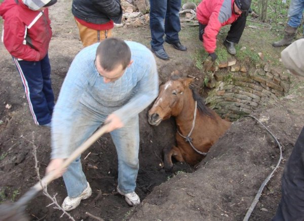 лошади упала в колодец