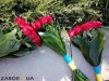 Цветы у мемориала бойцам АТО в Запорожье