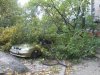 дерево упало на Ланос в Запорожье