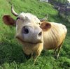 корова улыбается