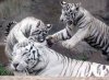 тигры бенгальские