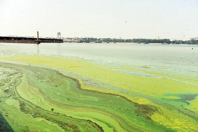 водоросли цветут в Запорожье