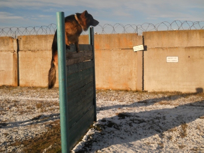 собака собака