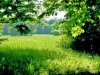 зелень_деревья и трава