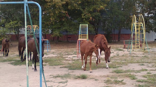 кони на детской площадке в Запорожье