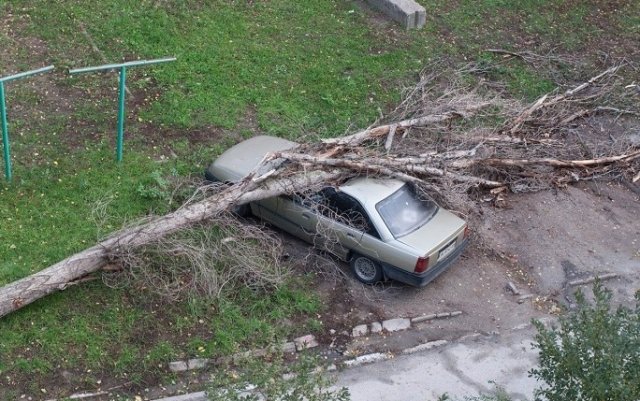 дерево упало на авто