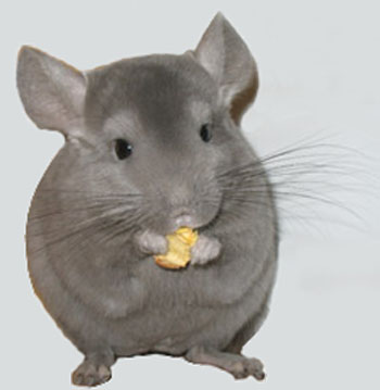 shinshilla.jpg shinshilla.jpg