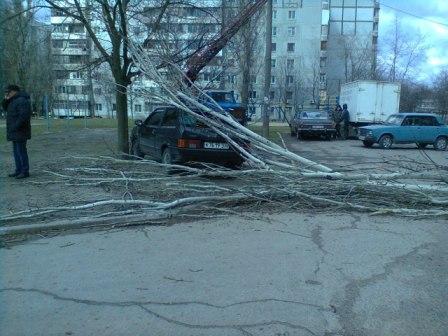 на машину упало дерево на машину упало дерево